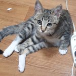 [드루와] 우리 <b>주인님</b>보다 건방진애있냐?