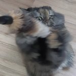 [댓글부탁해] 울 냥이 삼남매 자랑!!