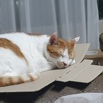 나도 냥이 키워요