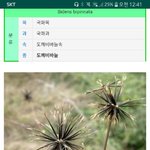 도깨비<b>바늘</b> 개싫어 ㅅㅂ