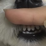 우리집 갱쥐 <b>이빨</b> 볼 사람