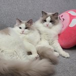 못생긴 우리집 쌍둥이 <b>남매</b> 고양이 ㅠ