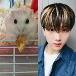 [NCT즌] 우리집 햄스터 키우는데 사진이 붙어있길랴