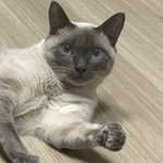 우리집 고양이 뭘 싼거지...