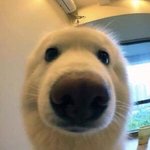 [댓글부탁해] 얌마 <b>니꿈</b>이 뭐니