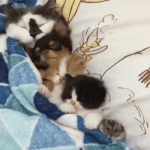[19] 와 지금 우리 엄마 아빠 쇡스 하시는중...^^