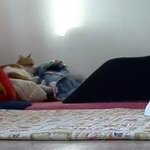 나의 동거묘 <b>도칠</b>이 2020년 12월 일상들..