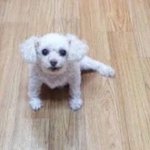 이번주펜트하우스보고 ㅈ 같으면 <b>탈주</b>한다
