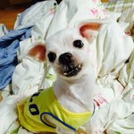 제 최애 <b>영업</b>합니다