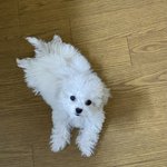 [대갈이] 대갈님 <b>new</b> 사진