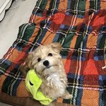 [강아지] 말티푸2
