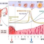 가슴커지는법 (살찌라는말 안함)