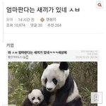 엄마 <b>판다</b>는 새끼가 있네 ㅅㅂ