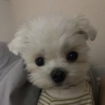 사진 밝게 좀 해주라