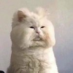 [댓글부탁해] <b>ISFP</b>-T 특징 뭐 있음?