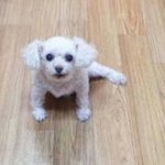 [19] 여자친구가 털 없으면 어떨것같음