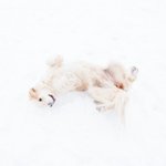 [방탄소년단] 눈와서 <b>조크</b>든여