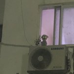 우리 옆<b>빌라</b> 강아지 귀엽지않아?