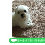 <b>친구집</b> 말티즈 ㄹㅇ지랄맞음