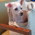 [강아지] 골절된 상태로 떠돌이생활 했던 봄이 이야기