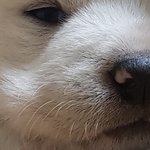 [댓글부탁해] 아기 강아지 <b>손톱</b> 깎아줘야할까 ㅠㅠ?