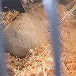 ✨<b>반려동물</b> 자랑하고 가슈✨