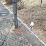 <b>산책</b> 중 이럴때마다 진심 골머리울림