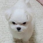 <b>브이</b>앱 언제 와 ㅡㅡ