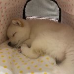 [방탄소년단] 혹시 정국 사진 고화질로 있는사람 풀어주고 가주라ㅠㅠㅠ