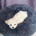 진짜 내 썸남 <b>강지</b> 개기여움 ㅜ