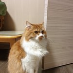 아기냥 <b>호빵</b>이-39