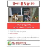 시바견 덕배를 찾아주세요