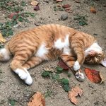 길고양이 자랑하고 싶어요