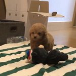 [강아지] <b>덩생</b>덜 ㅈㅏㄹㅏㅇ