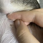 강아지 몸에 이게 뭔가요??