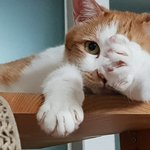 나도  냥이  키워요