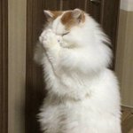 [댓글부탁해] 스토리에