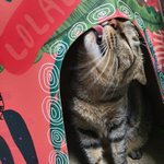 [고양이] 나는 열두살 할배 고양이 싼쵸옹 2