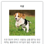 [드루와] 강아지 고양이 궁합 테스트 ㅋㅋㅋㅋ