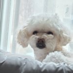 [강아지] (<b>폭망</b>)울애기 입술털 밀어줬는뎈ㅋㅋㅋㅋㅋㅋㅋㅋ