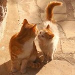 [댓글부탁해] 나 치킨 안시켰는데 우리집에 치킨 <b>배달옴</b>ㅋㅋㅋ