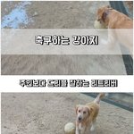[강아지] 주인보다 축구 잘하는 강아지!?