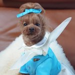[강아지] 개한<b>항공</b> 승무원
