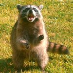 토네이도 <b>재출시</b> 됏음 좋겟다