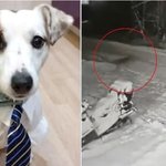 [이것좀봐줘] 러시아 반려견, 늑대 습격받은 10살 주인 구하고...