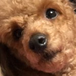 [드루와] <b>토스</b> 쓰는 애들 있음??