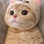 [댓글부탁해] 생기부 책 질문좀 받아<b>주랑</b>