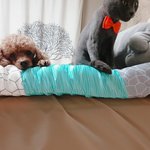 세상 둘도없는 멍냥 단짝 <b>내새</b>꾸들 자랑