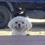턱수염 난 강아지 <b>알지</b>?