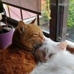 혼자보단 <b>여럿</b>이 더 좋다는 집사들